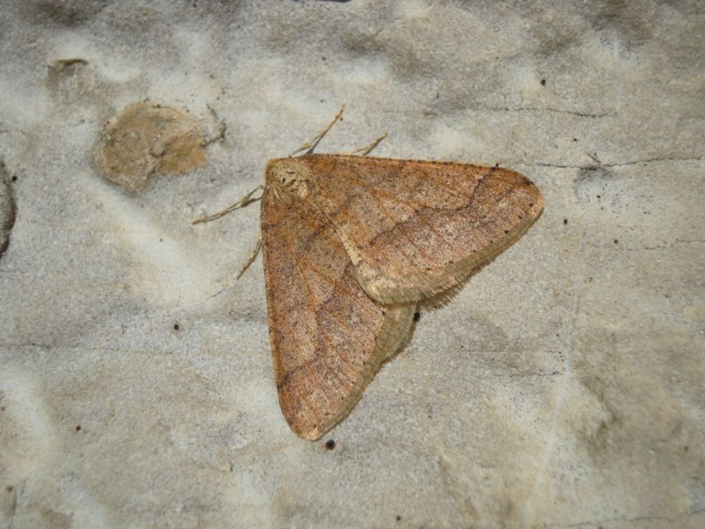 Agriopis marginaria - Geometridae